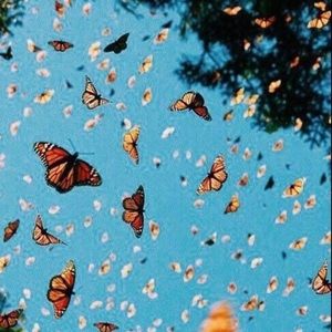 Meet your Posher, Izabel